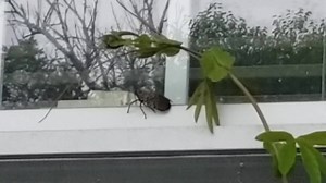 2.6K views · 32 reactions | It appears the spotted lantern fly has been invading Pennsylvania residents! Here is a Pennsylvania resident fighting off one of the lantern flies. Also here is a link to read more about this: https://grist.org/article/this-invasive-bug-is-terrorizing-pennsylvania-growers-and-its-coming-for-your-wine/ | Bug-A-Salt | Facebook