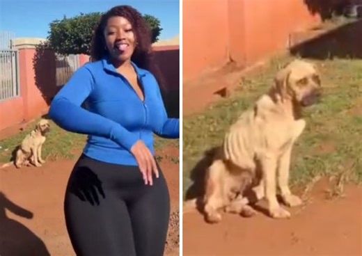 SPCA investigating starving dog in influencer's viral video