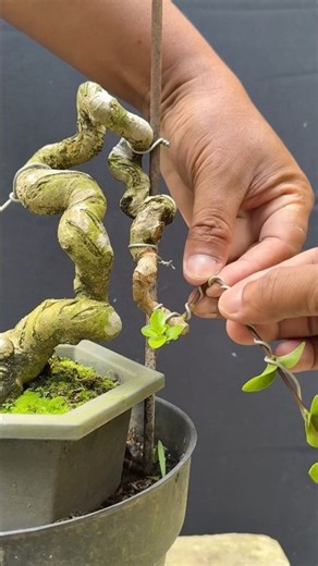 Creating a Dragon-Style Bonsai Tree