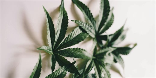 High Potency Cannabis Linked to DNA Methylation | Cannabis Sciences