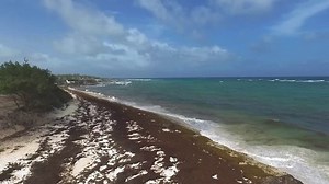 Aerial View Sargassum Algae Seaweed On Stock Footage Video (100% Royalty-free) 17936887 | Shutterstock