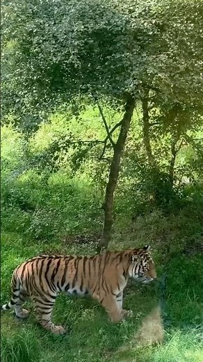 Tiger Facts You Need To Know | The World’s Largest Big Cat