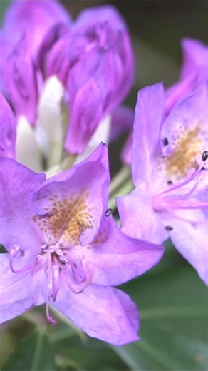 Finca La Almoraima on Instagram: "🌿✨ Día 8 del Calendario de Adviento de La Almoraima ✨🌿 Hoy nos adentramos en la increíble riqueza vegetal de La Almoraima. Desde alcornocales y quejigares hasta laurisilvas relictas y brezares mediterráneos, este monte es un verdadero mosaico de ecosistemas. Algunas de sus especies son auténticas joyas botánicas: helechos rarísimos en Europa, plantas carnívoras que crecen en la herriza, y el rododendro andaluz, que encuentra aquí uno de sus últimos refugios. L