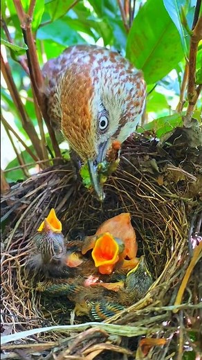 The little cuckoo starved to death #birds #nest #nature