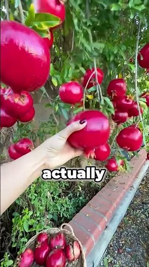 The Fruit That Inspired an Explosive Weapon!