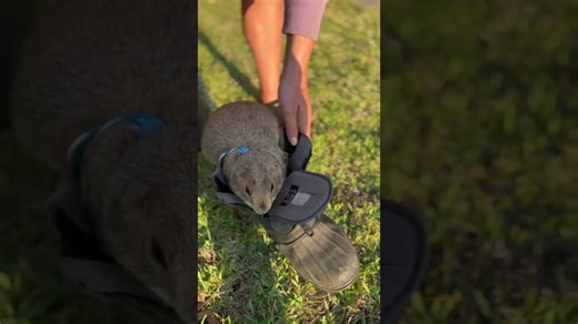 Prairie dog Poppy tries to fit into a boot