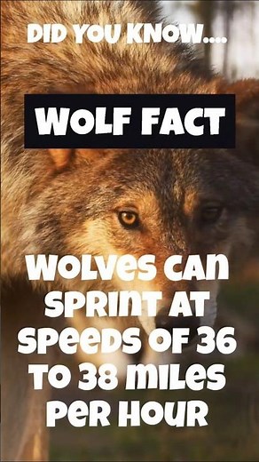 Wolves - Incredible Facts About Wolves You’ll Love