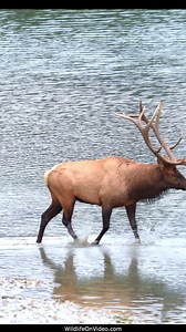 5.9K views · 142 reactions | Huge Elk Bulls Measure Up for an Epic Elk Rut Battle | Wildlife On Video | Facebook