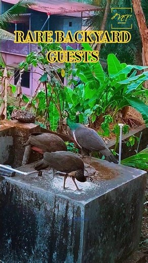 They actually came this close! 🦚