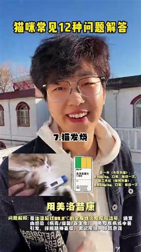 12 Essential Cat Care Tips for Newbie Pet Parents - Learn Everything You Need