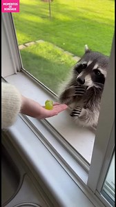 Aventura da uva do guaxinim Um guaxinim recebe um tratamento de uva e volta para mais! #fblifestyle #AI Generated using Kling AI . . . (Apenas para fins de entretenimento. Consulte profissionais se forem apresentadas orientações sobre atividades. Nenhuma afiliação a marcas está implícita se alguma for mostrada. Se inspirado em fatos reais, podem ser incluídas adaptações criativas. O conteúdo pode incluir imagens públicas.) | Fabiosa Portugal