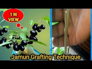 How to graft Jamun tree // जामुन प्लांट की ग्राफ्टिंग कैसे करें?