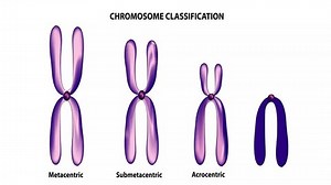 Biological classification of different chromosomes