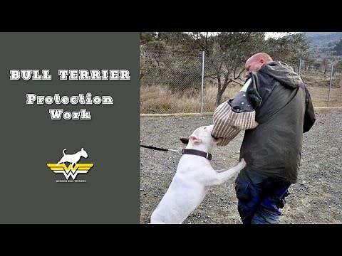 Bull Terrier Protection: A Compilation of Elite Guard Dogs in Action