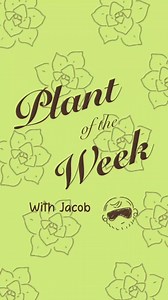 🌿 Plant of the Week: Vinca (Periwinkle) 🌸 Looking to add vibrant color to your garden with minimal maintenance? Meet Vinca, also known as Periwinkle! This resilient groundcover features glossy green leaves and blooms in shades of purple, pink, and white, making it a favorite for hot, dry climates. ✨ Why we love it: ✅ Drought-tolerant ✅ Deer-resistant ✅ Blooms all summer ✅ Perfect for borders, beds & containers 🪴 Available now at Civano Nursery 📍 5301 S. Houghton Road, Tucson, AZ 📞 (520) 345