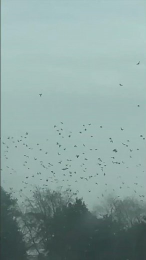 I HAVE NEVER SEEN SO MANY!! Full Film NOW LIVE 💥💥 #pigeonhunting #hunting #pigeonshooting