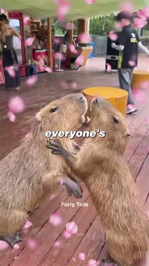 Capybaras Are the Most Chill Animals on Earth 😎🐊