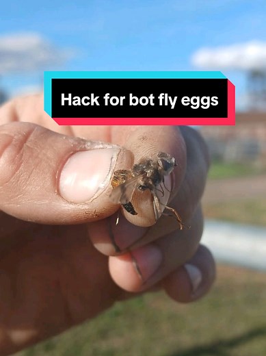 a cheap and easy hack for the horse people! Bot flies are such a nuisance and it is so important we are constantly removing the eggs off their legs, otherwise the larvae can wreak havoc on horses digestive systems. #horse #horsegirl #horsetrainer #equestrian