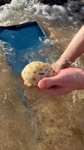 31K views · 63 reactions | Crazy Beach Discovery  | Our Weird & Wonderful Discoveries | Facebook