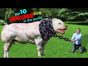 Top 10 Most Muscular Dog Breeds In The World | Muscular Dogs In the World