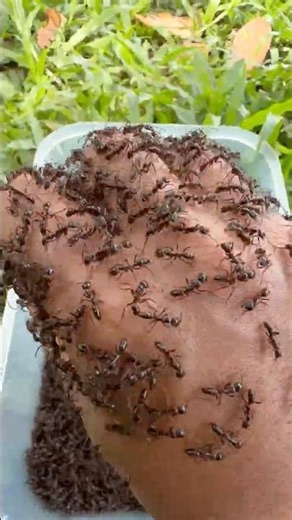 Thousands of Bullet Ants vs Human Hand #shorts #experiment #bulletant