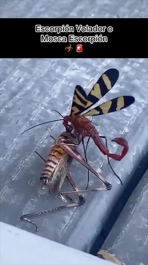 El Extraño Escorpión Volador 🦂🤯‼️ #escorpion #animales #biologia #insectos #naturaleza | El Biologo X