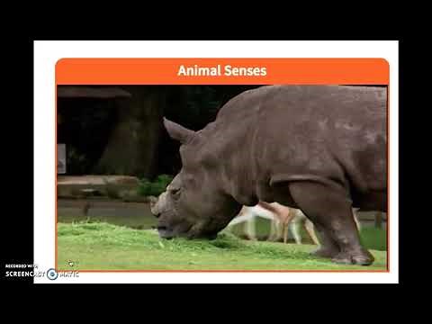 Animal Senses