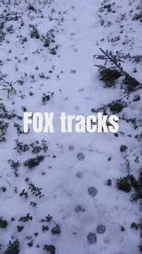 Let's follow the fox tracks..#wildernesswanderer #nature #foxtracks #snow #hiking #winterhike