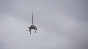 🐄⚠️ À Blatten, tout le village a dû être évacué en raison d’un risque important d’éboulement. L’évacuation concerne aussi le bétail. Mardi après-midi, un hélicoptère a sauvé une vache en la sortant du village haut-valaisan. | Le Nouvelliste