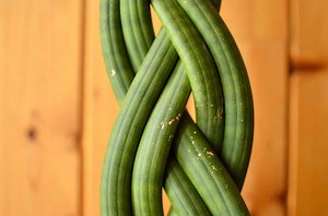 Braid Your Snake Plant Like A Pro Using These Brilliant Tips