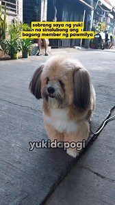 Welcome home hoshii #yukidapogi #followers #dog #pet #petlover #doglover #StarsEverywhere | Yukidapogi & Hoshii Nally Madrigal