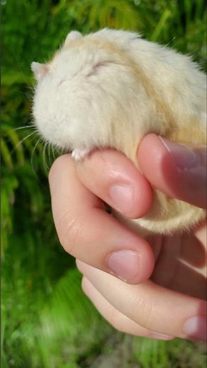 Why Arnold The Hamster Has Red Eyes