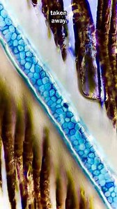 Blue Feathers Under the Microscope Are Not Blue