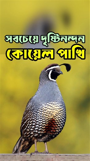 California Quail: The most beautiful quail. Quail birds #quailfarming