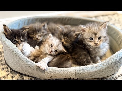 Cute Maine Coon Kittens Learning To Play