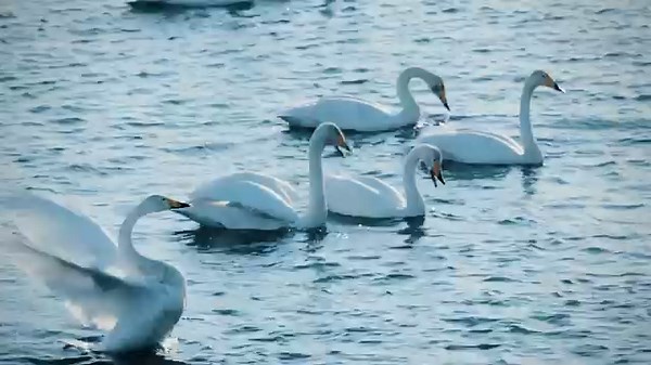 3.4K views · 32 reactions | A micro-documentary series, "Seasons Through Birds' Eyes," was released on Wednesday. The first episode focuses on swans and the #SpringEquinox. According to the producer, Dalian News Media Group, it presents viewers with a unique perspective by capturing the essence of each solar term through the lens of migratory birds. https://bit.ly/493g1fb | China Daily | Facebook