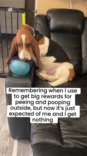 The Emotional Journey of Adulting with a Basset Hound