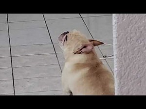 French Bulldog cries when owner leaves. very sad but cute