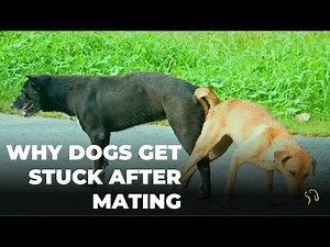 Why Dogs Get Stuck After Mating 🐕