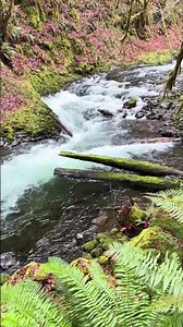 Salmonberry River #nature #adventureexploring #hiking