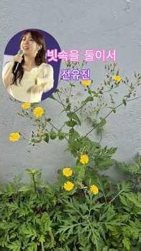 전유진의 빗속을 둘이서 #김정호 #감성발라드 #트로트 #7080노래