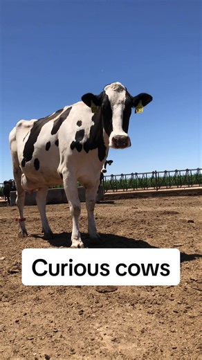 Curious Cows: Understanding Cow Behavior