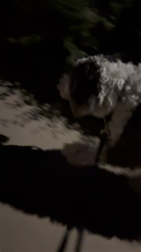 WalkingBob on Instagram: "Bob. #sheepadoodle"