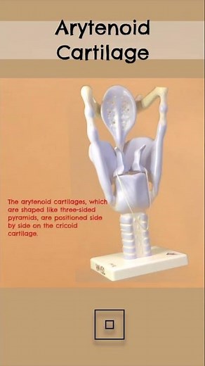Arytenoid Cartilage #anatomy #anatomyvideos #larynx #biology #science
