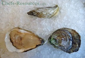 Salt Pond Oysters - Salt Pond Selects - Chefs Resources