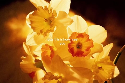 Daffodils Collection: A Floral Inspiration 🌼