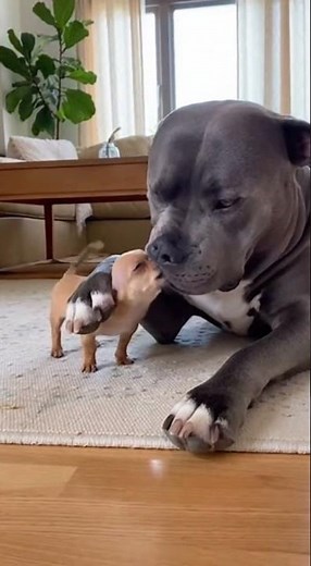 Small Dog, BIG Attitude 😂 Chihuahua Barking at Giant Pit Bull