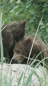 9.6K views · 386 reactions | Did you know that one of the world’s...