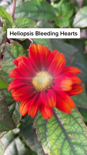 Heliopsis Bleeding Hearts: A Colorful Garden Addition