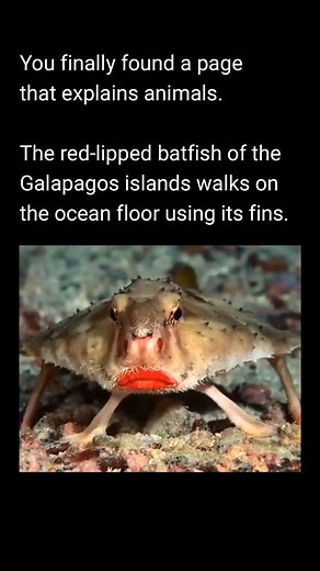 Explain Animals on Instagram: "The red-lipped batfish isn’t a great swimmer, so it uses its pectoral fins like legs to walk along the seafloor. Native to the Galápagos Islands, it’s also known for its bright red lips, which scientists think may help it attract mates."